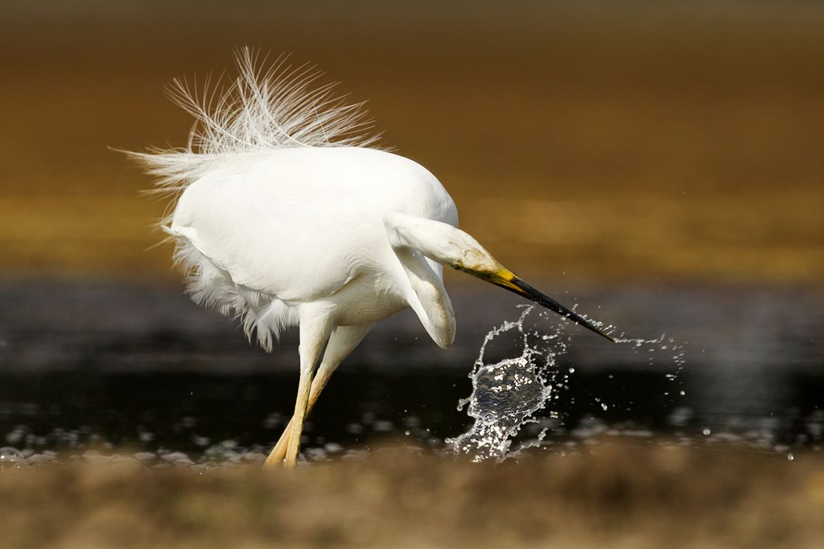 Bernáth Sándor dr. 