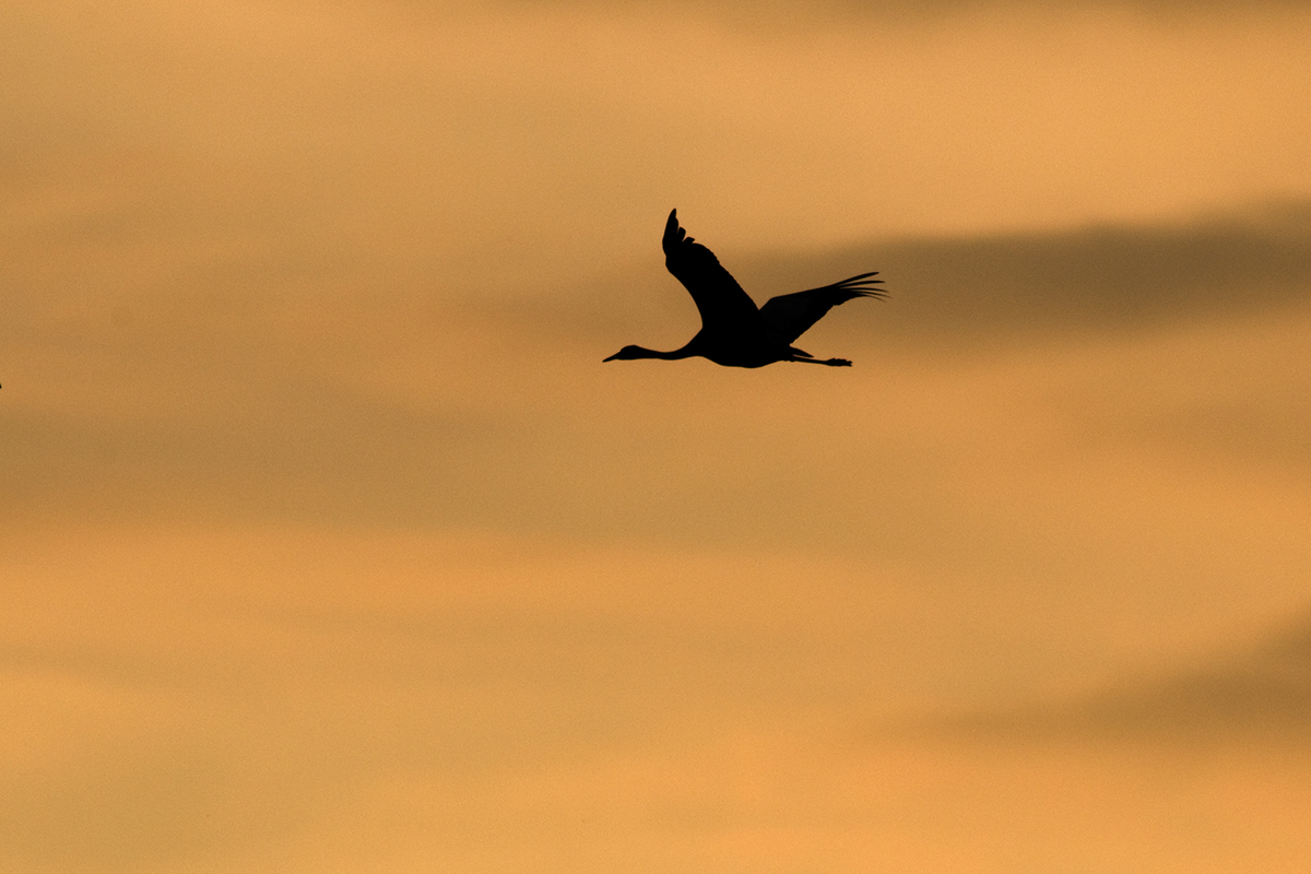 Násfayné Kőházi Mária