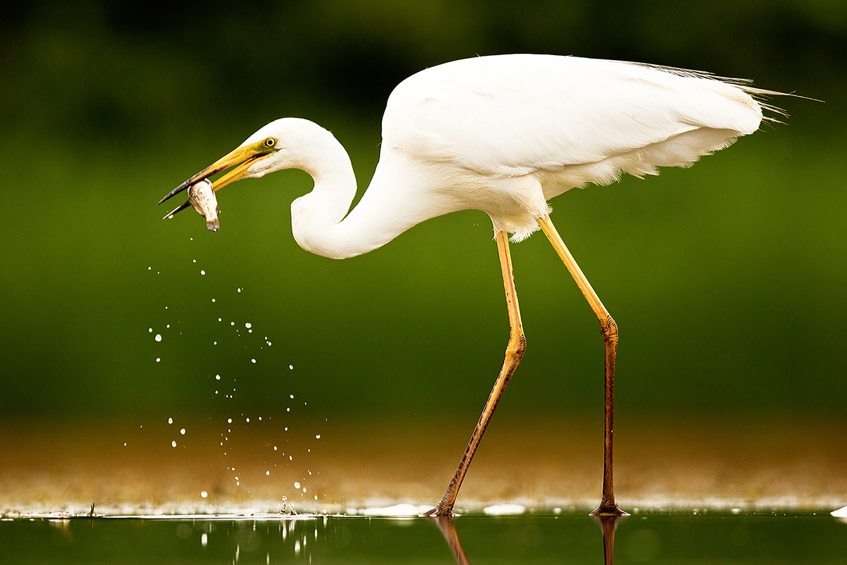 Bernáth Sándor dr. 