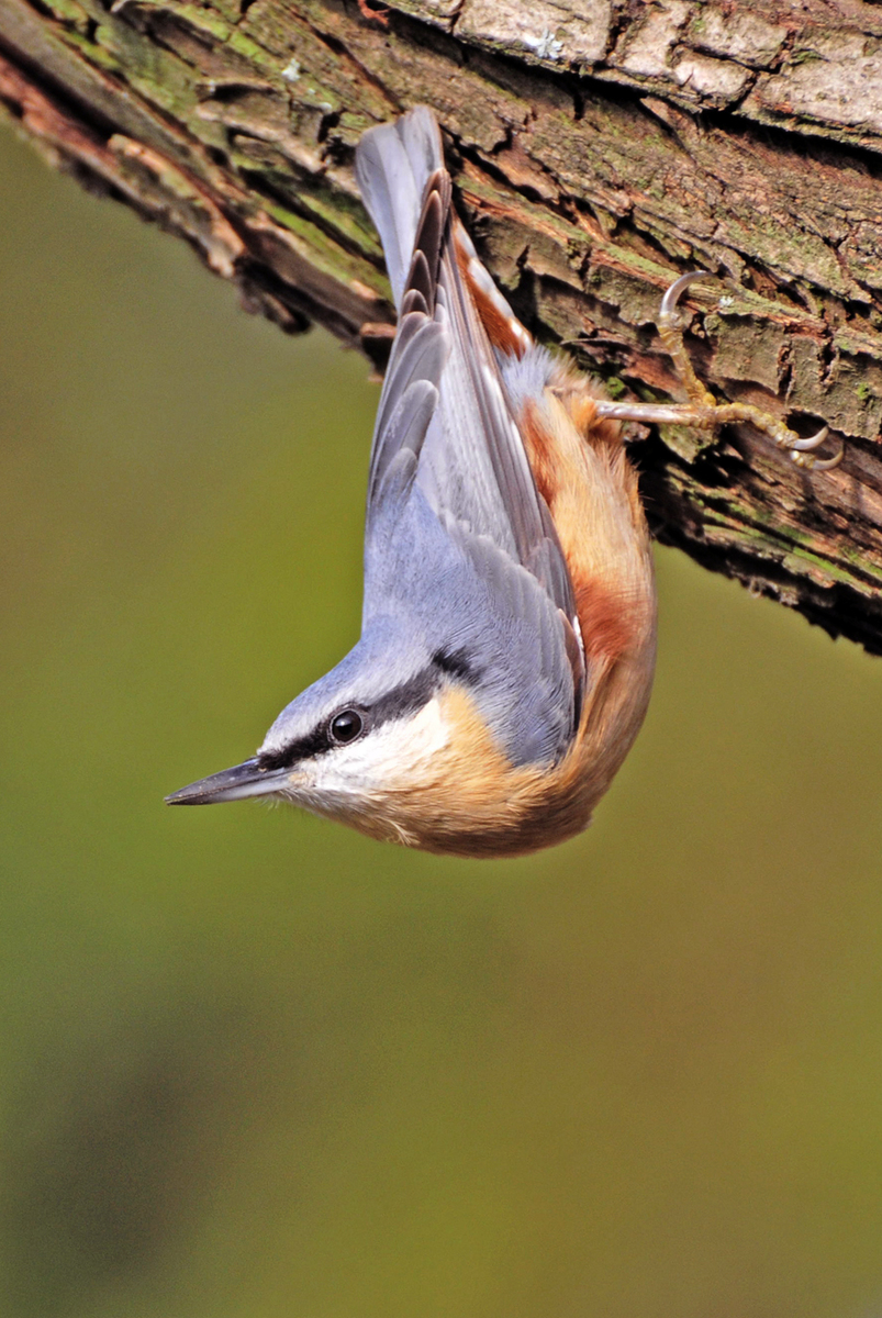 Gaál Zoltán Péter