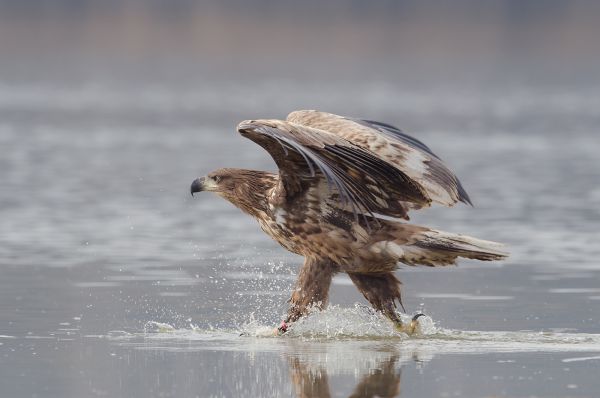 Tudok vízen járni!
