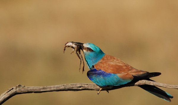 Szalakóta zsákmány