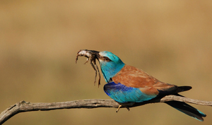 Szalakóta zsákmány