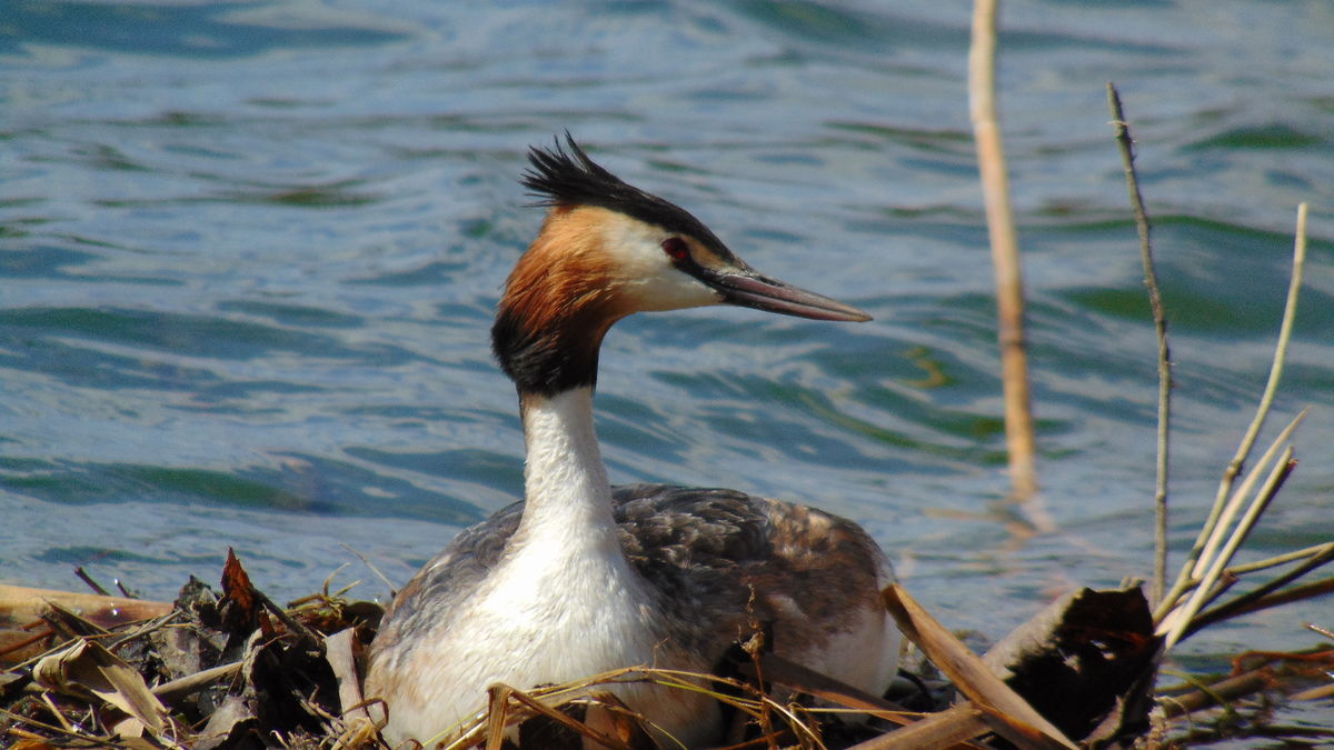 Kónya Máté Bertalan
