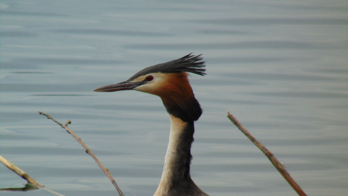 Kónya Máté Bertalan