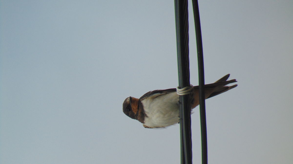 Kónya Máté Bertalan