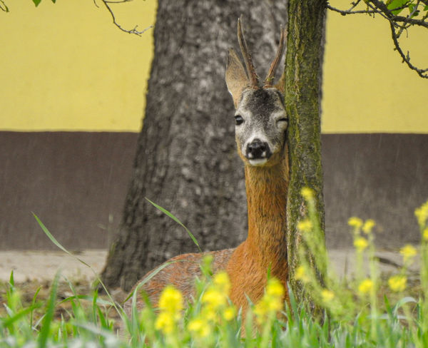 "Úgy hallom,mintha szúvas lenne ez a fa."