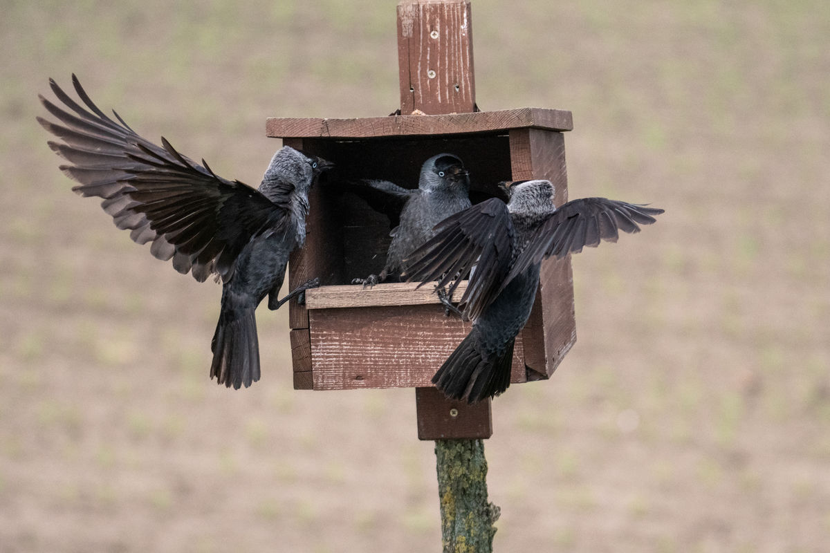 Gémné Kovács Anita