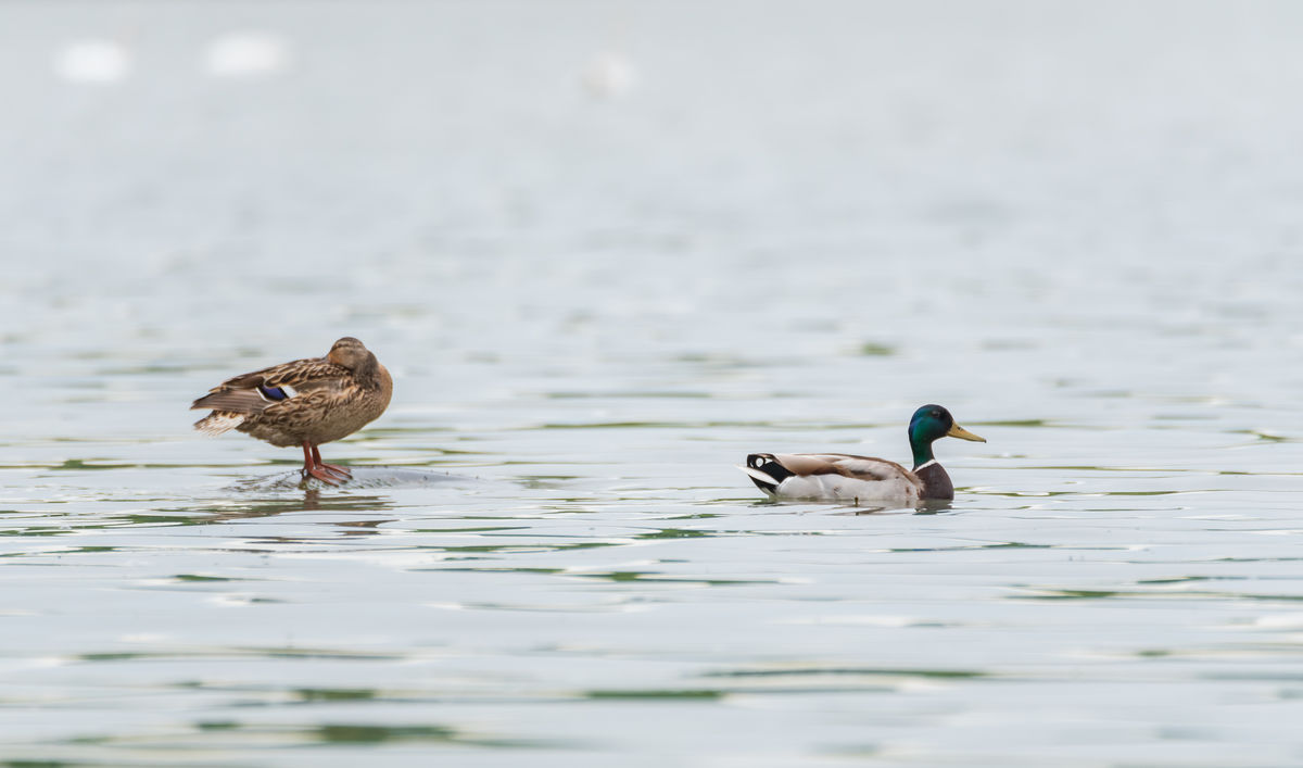 Benke Péter Valentin