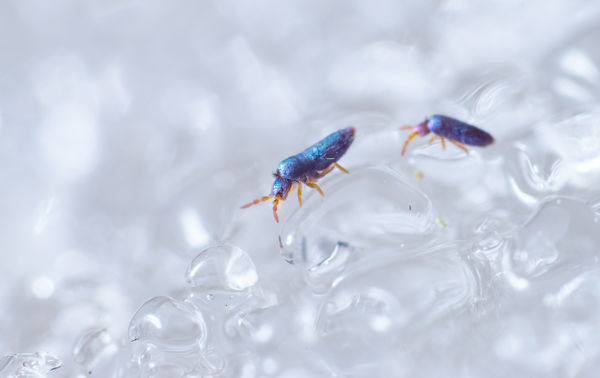 A hótakaró vándorai