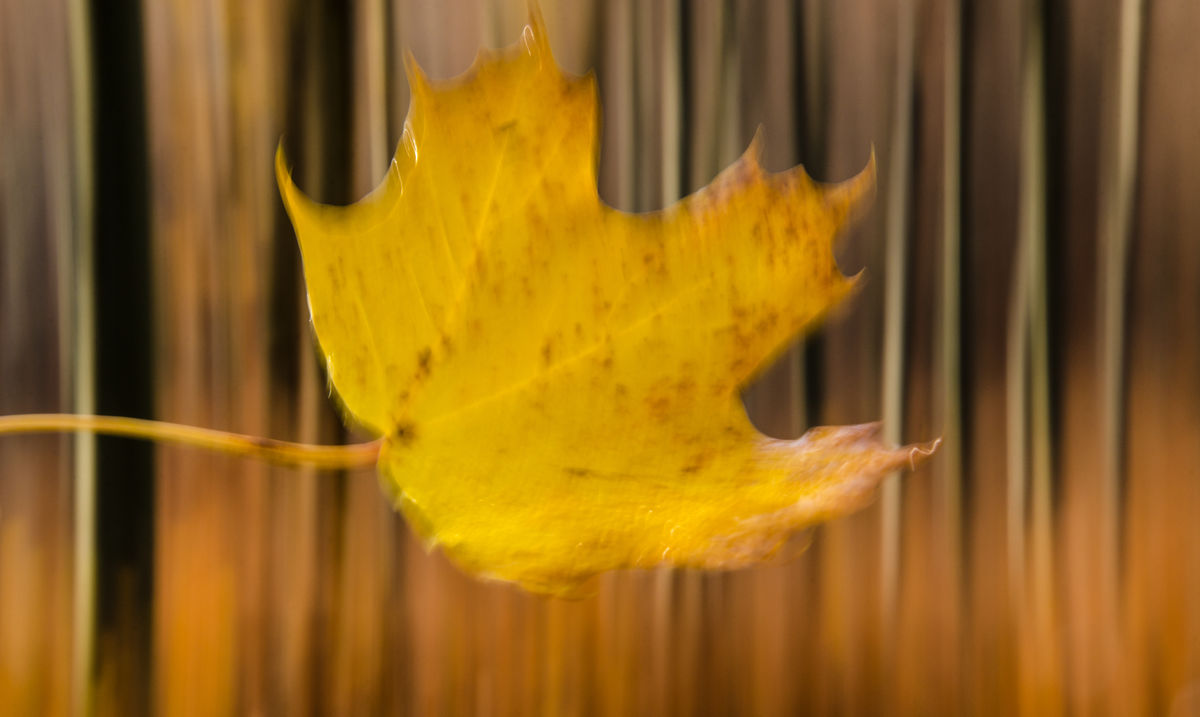Szakolczai Krisztina