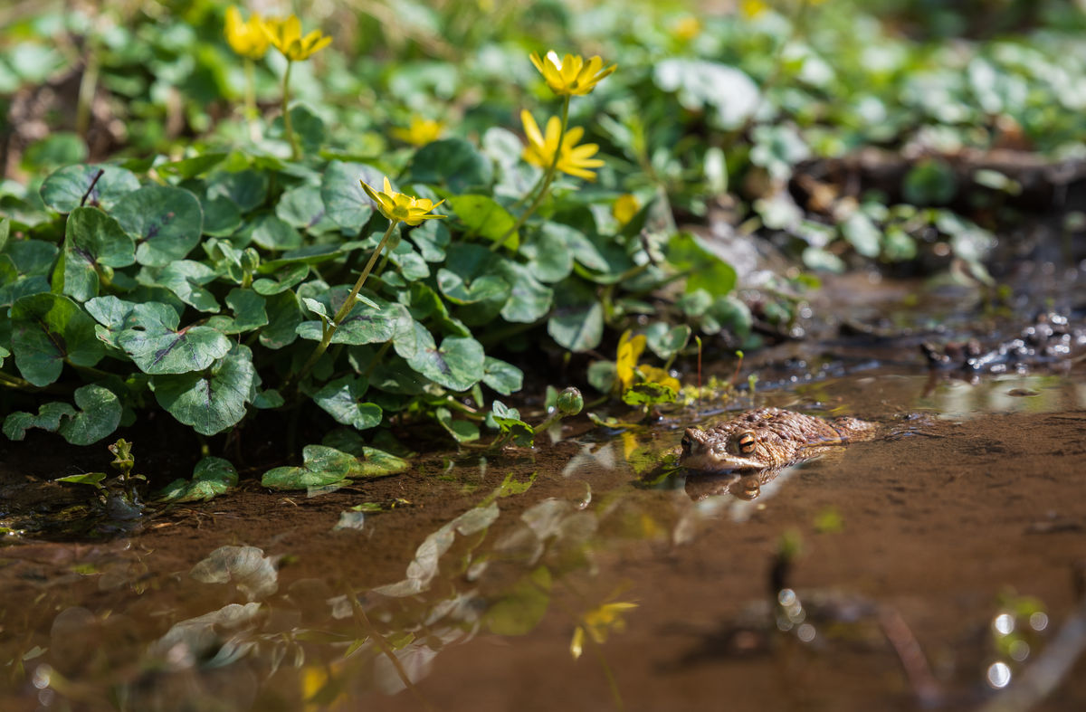 Benke Péter Valentin