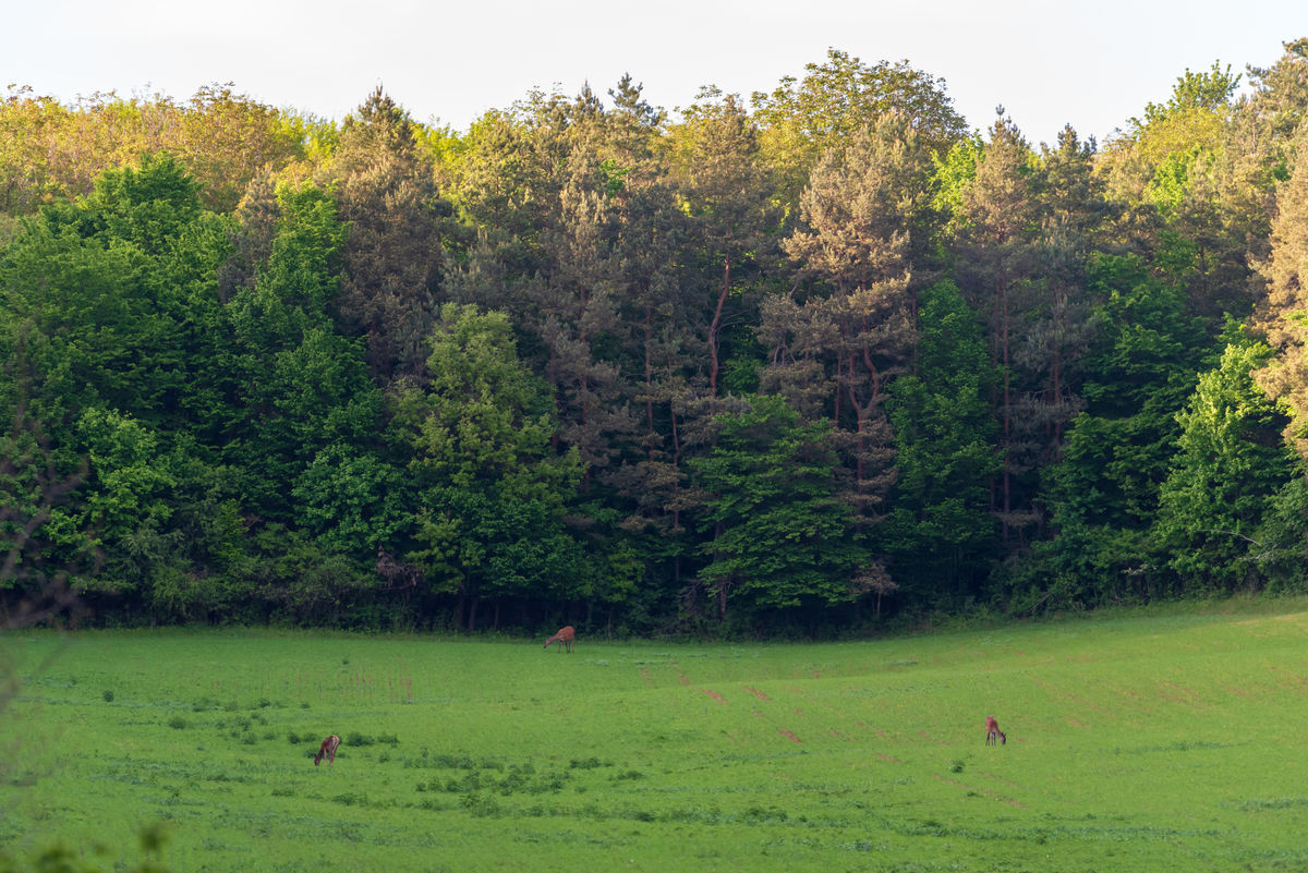 Benke Péter Valentin