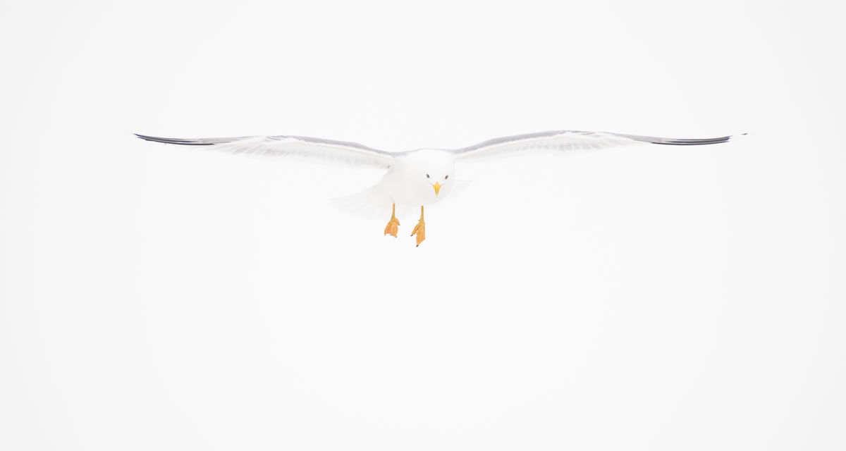 Szakolczai Krisztina