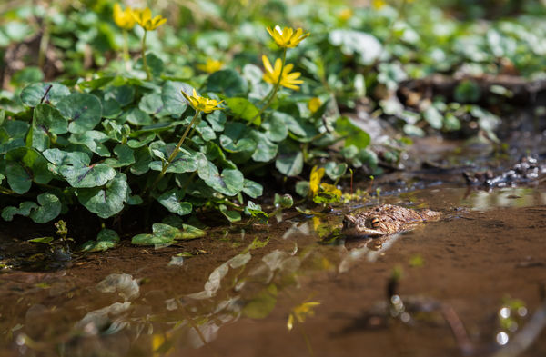 Sárga virágtükör