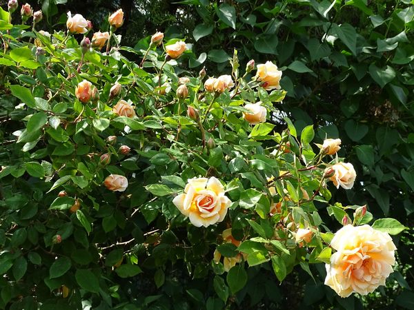 Nyílik még a sárga rózsa