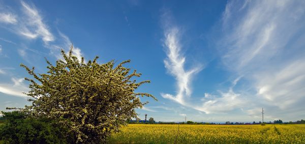 Rákosmente repcetábla