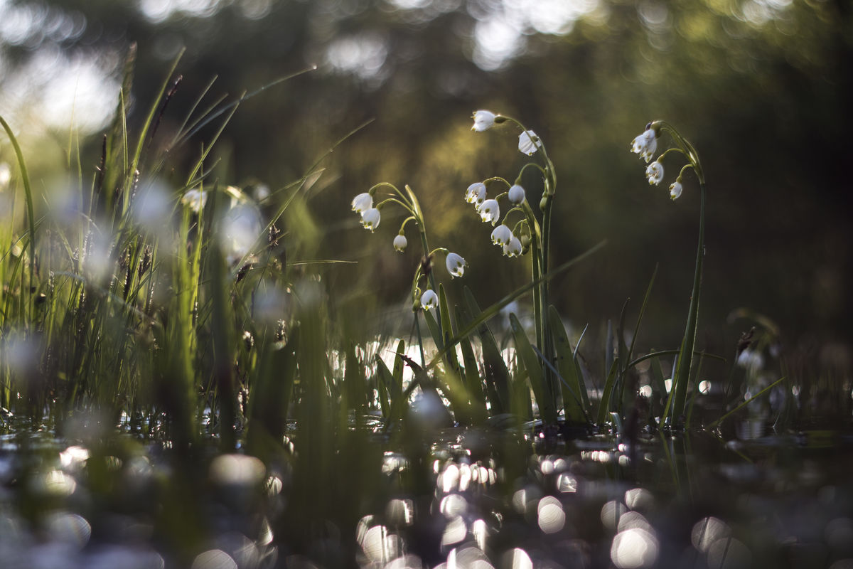 Kovács-Udvari Judit