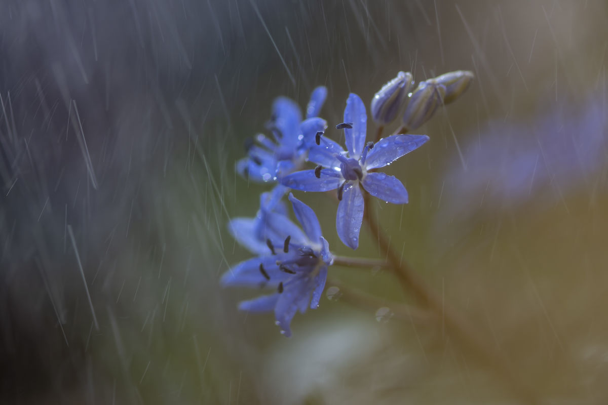 Szentkirályi Ádám