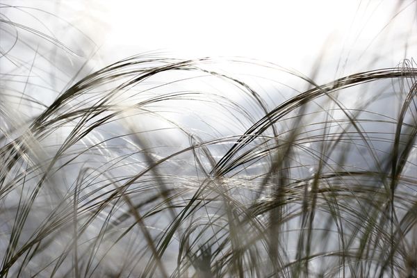 Árvalányhaj fonatok