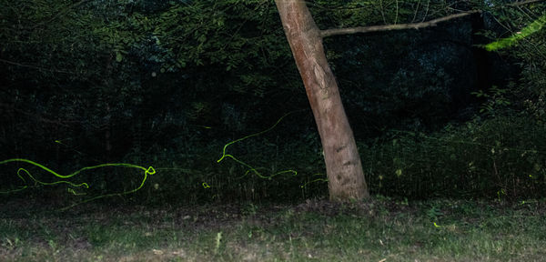 Szentjánosbogarak éjszakája