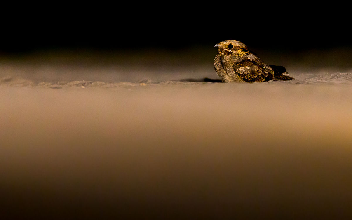 Koncz-Bisztricz Tamás