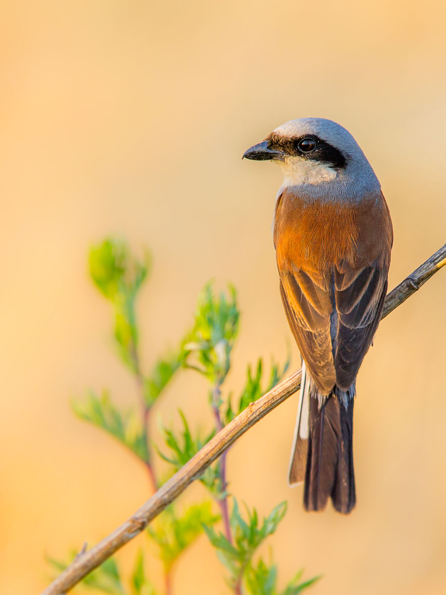 Koncz-Bisztricz Tamás