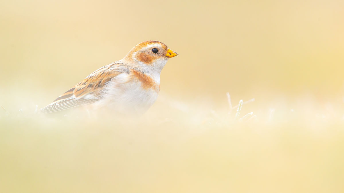 Koncz-Bisztricz Tamás