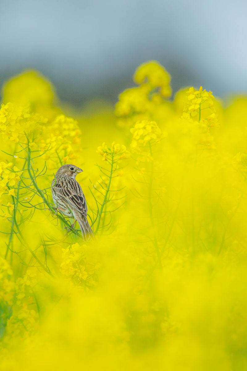Koncz-Bisztricz Tamás