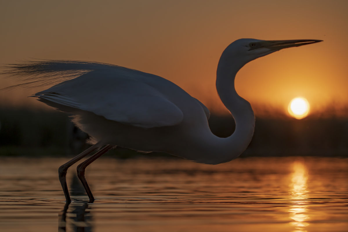 Szentkirályi Ádám