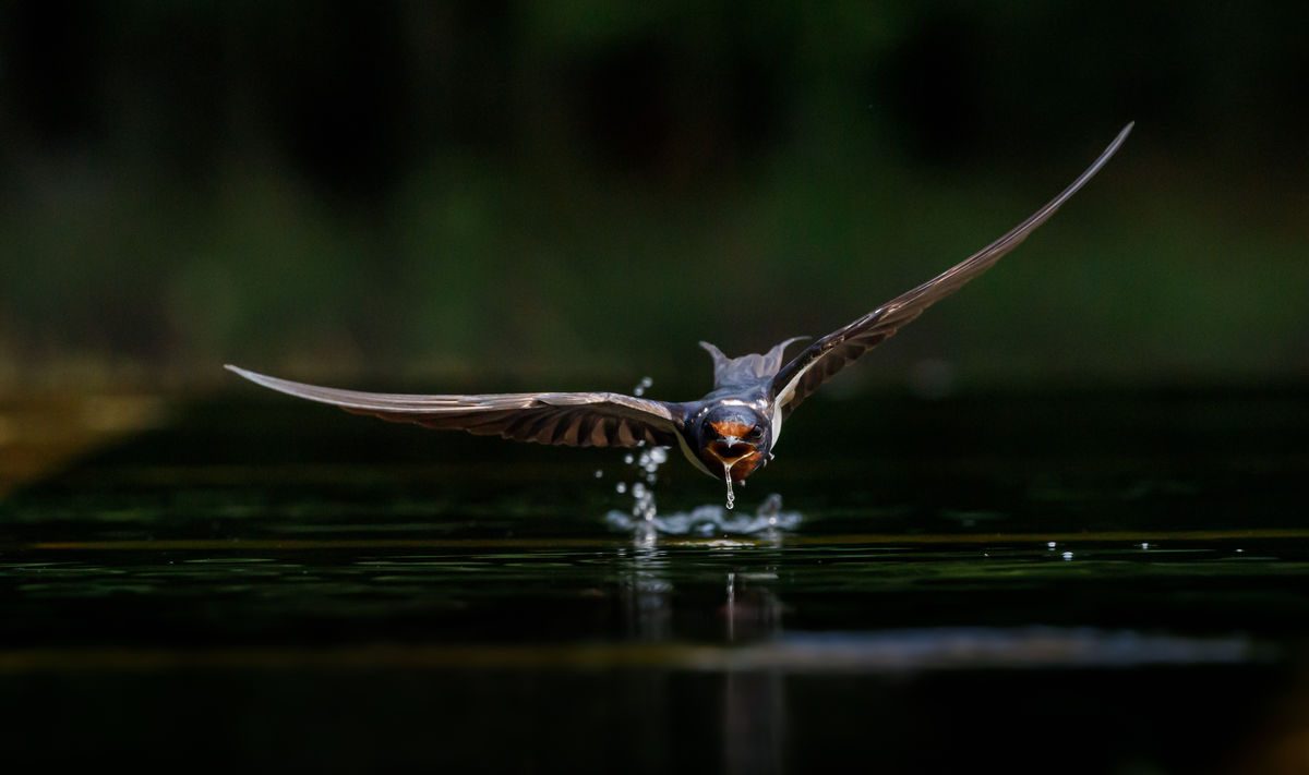 Gyenti-Kálvin Kinga