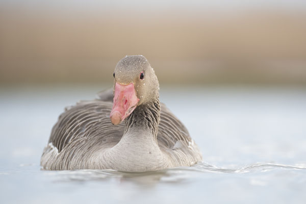 Nyári lúd eső után