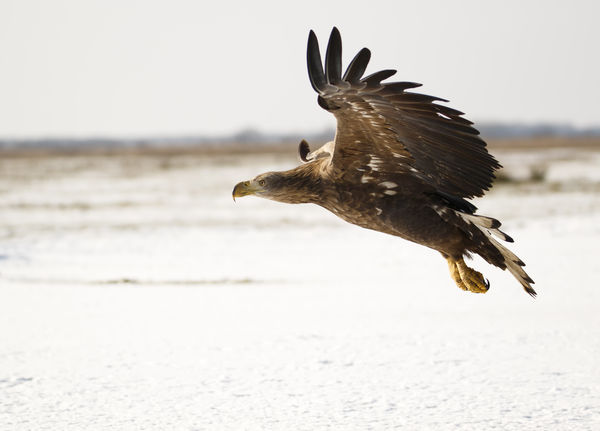 Szabadság szárnyán