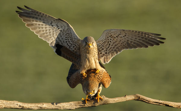 Vörös vércse nász