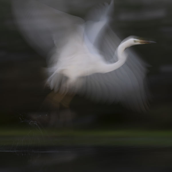 Alkonyat szárnycsapásai