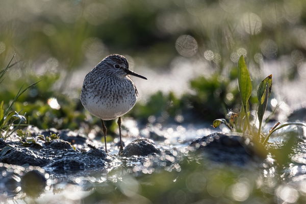 Hajnali csillogásban