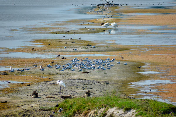 Mórahalmi Madagaszkár