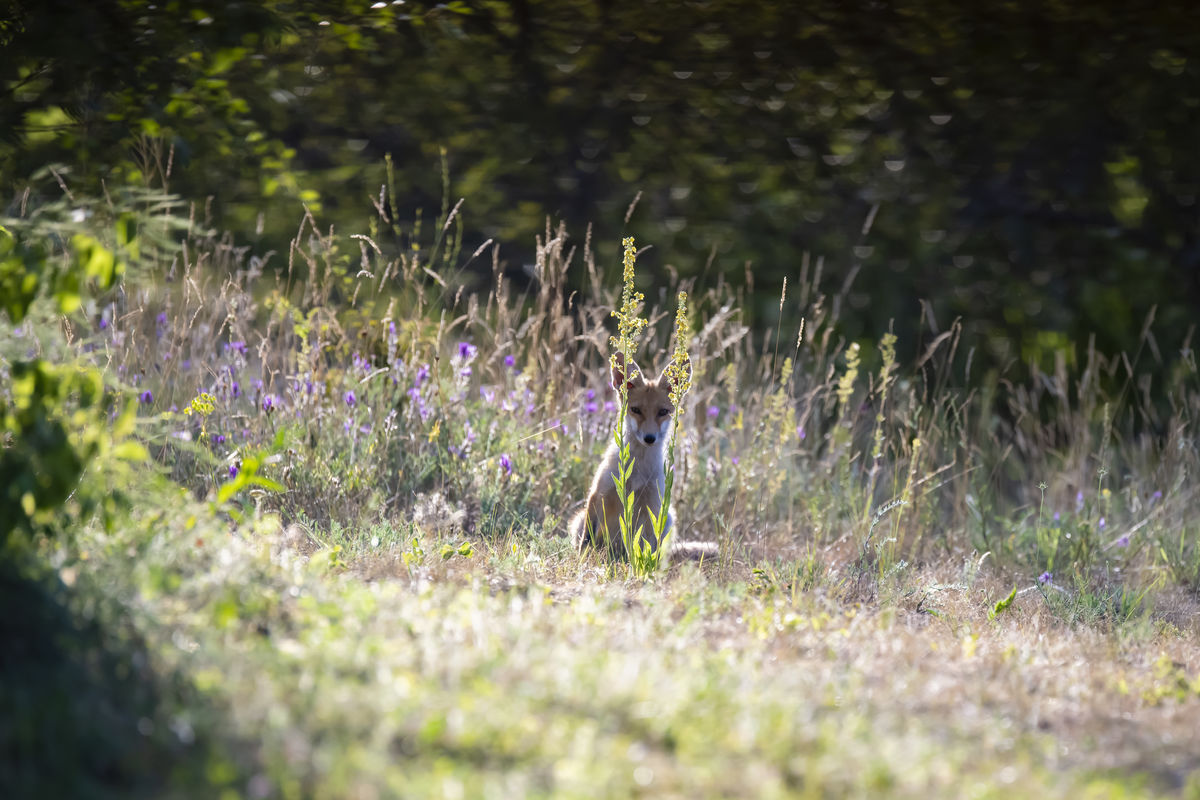 Szentkirályi Ádám