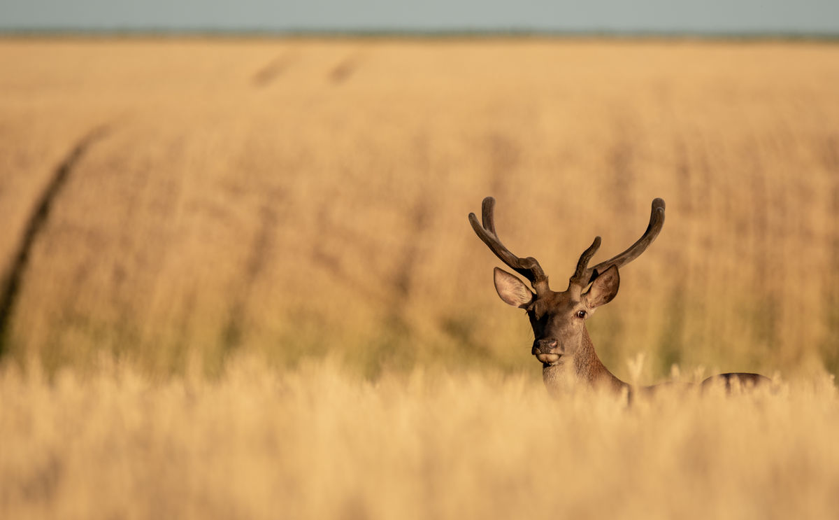 Benke Péter Valentin