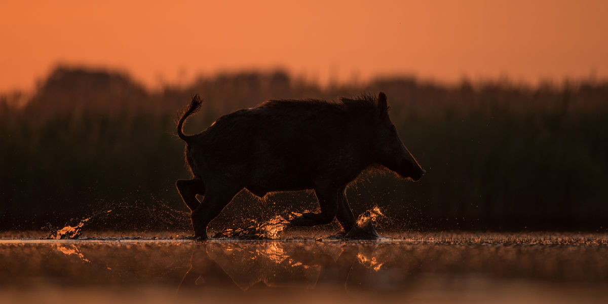 Szakolczai Krisztina