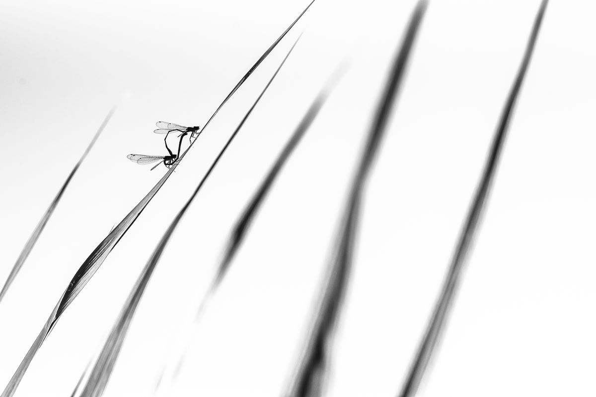 Darányiné Bakos Éva