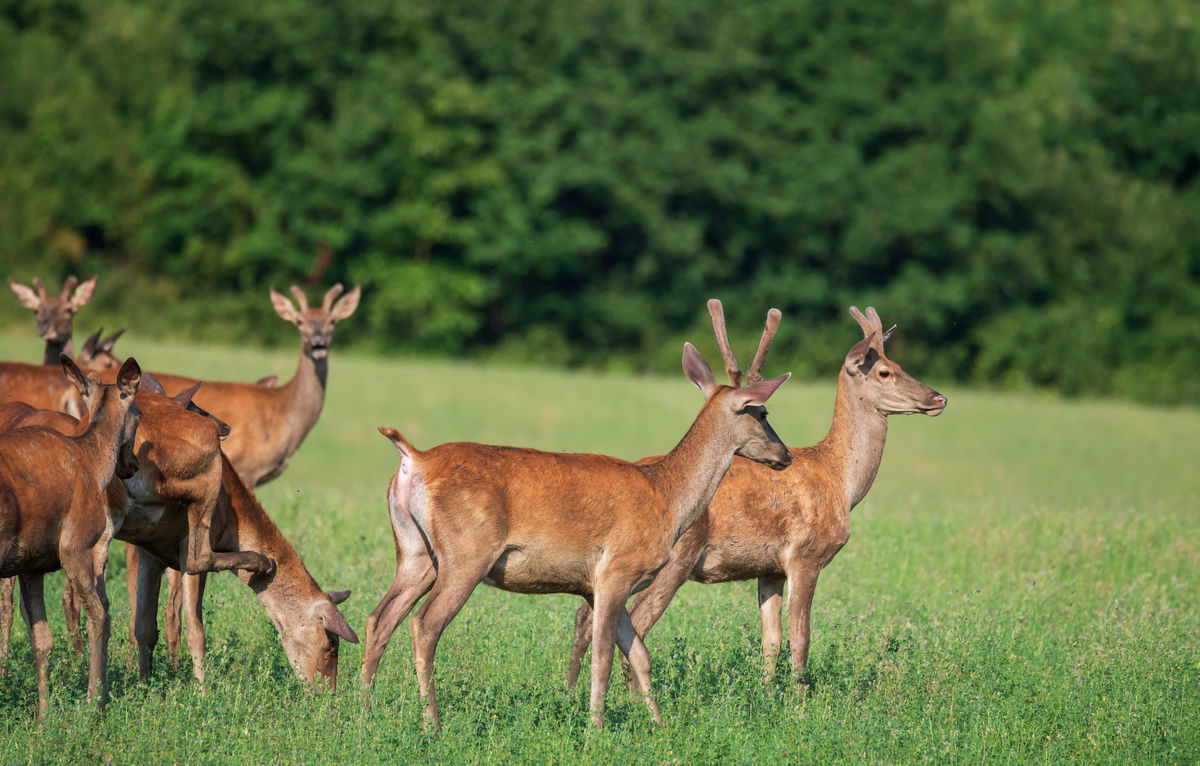 Benke Péter Valentin