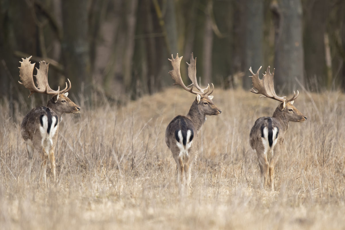 Szentkirályi Ádám