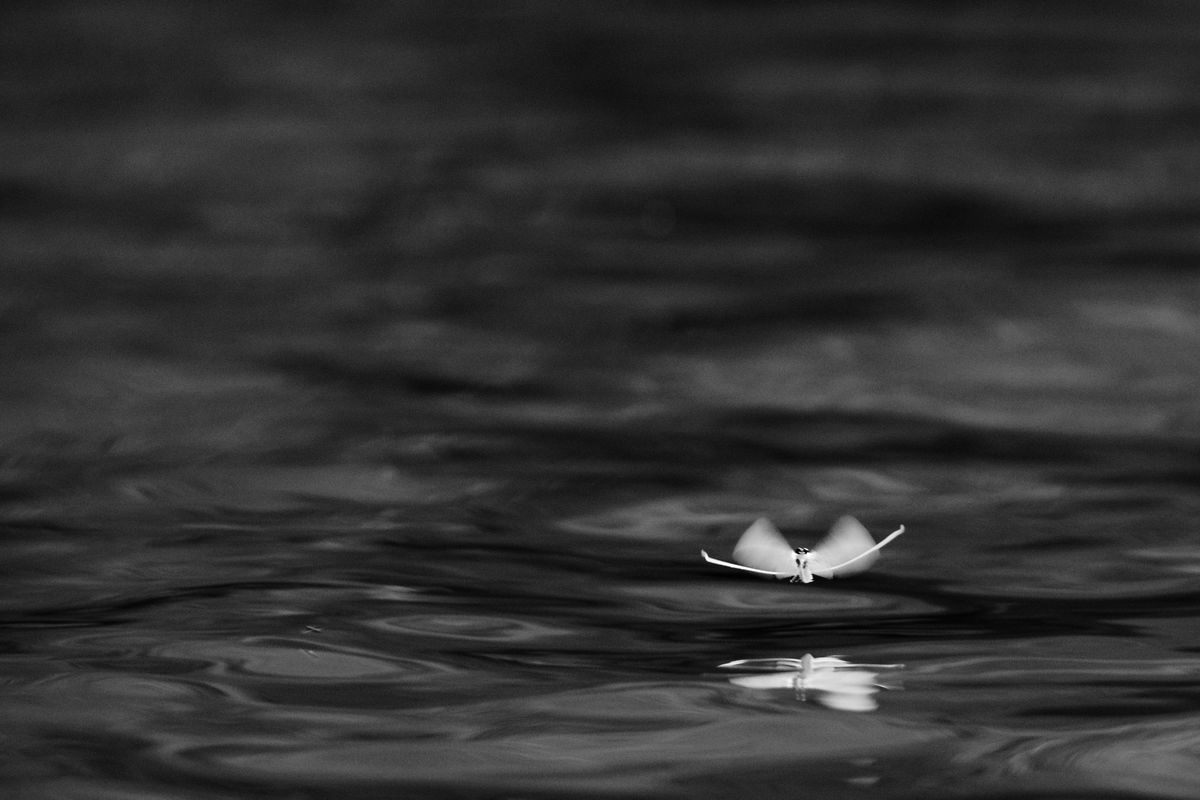 Gémné Kovács Anita