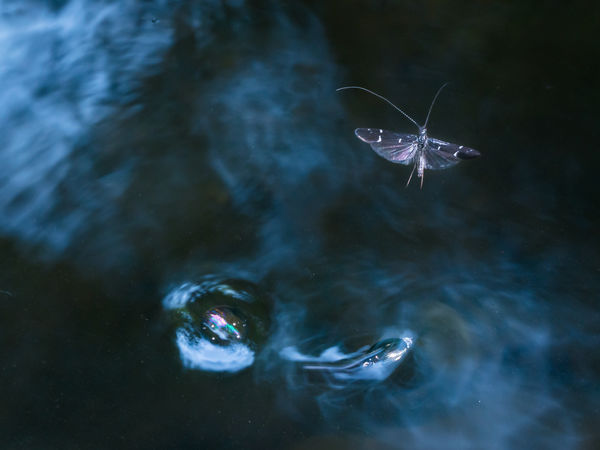 Tegzes, keringőbogár és a buborék