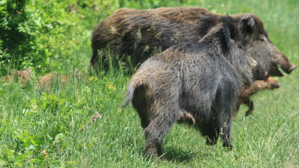 Győzelem orrhosszal