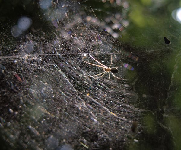 Pók a fényben.