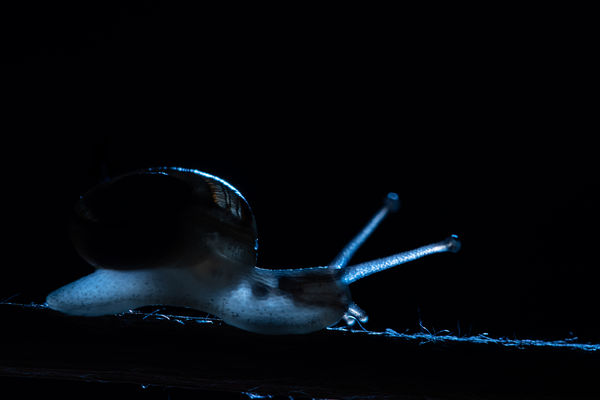 Éjszakai barangolás