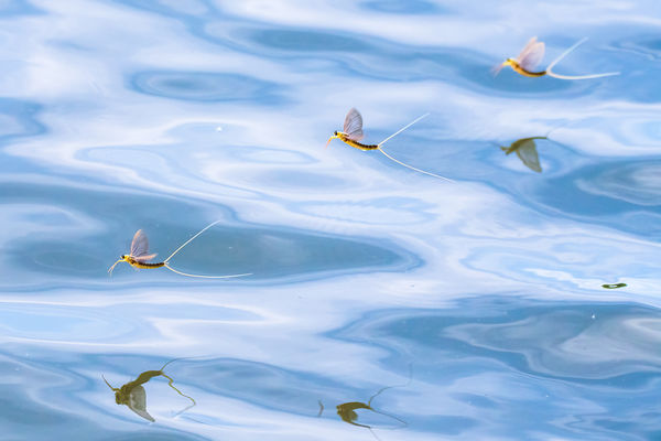 A kanyargó Tiszánál