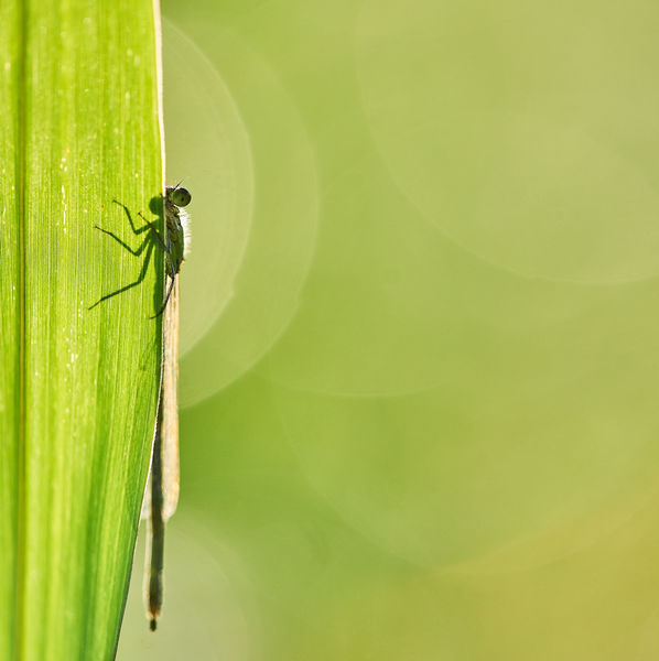 Rajtad tartom az egyik szemem